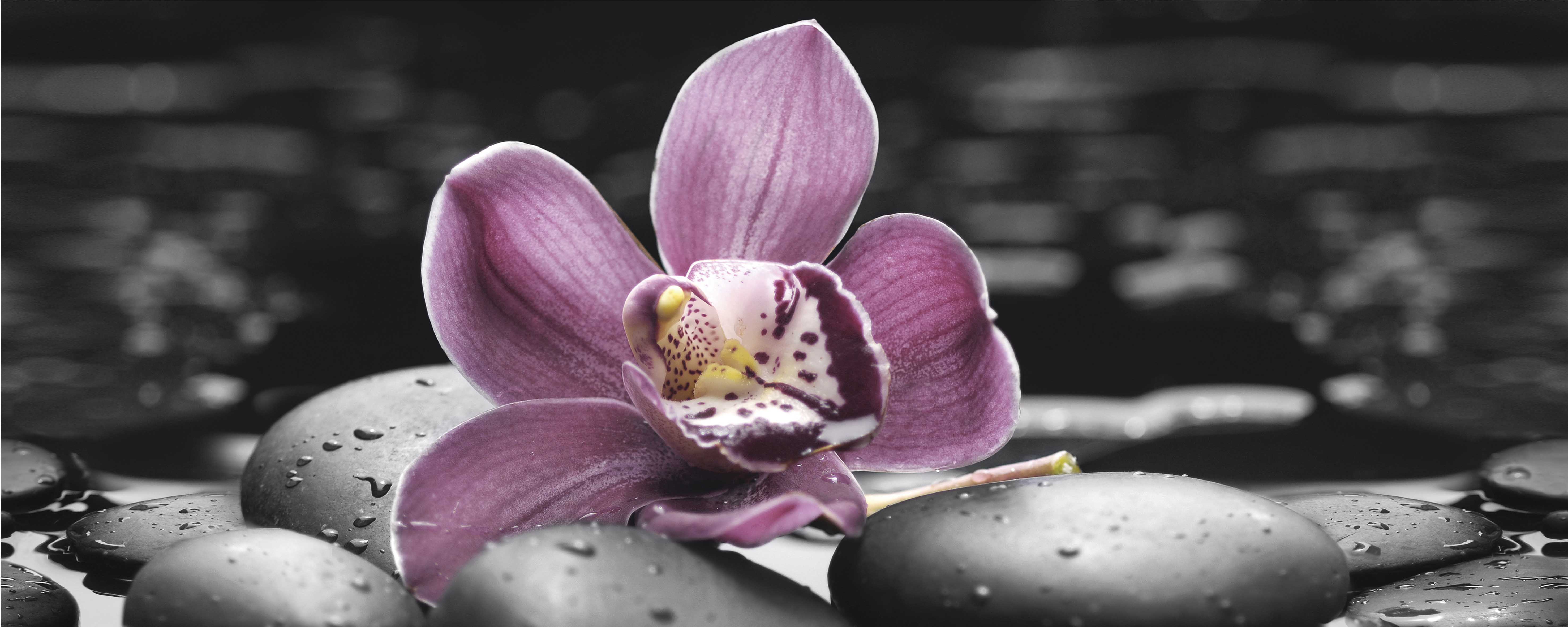 Декор Спа Орхидея 1 20х50
