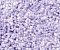 Коврик WasserKraft Wern BM-2524 Lilac напольный, цвет - сиреневый, 55 х 57 см - 2 изображение